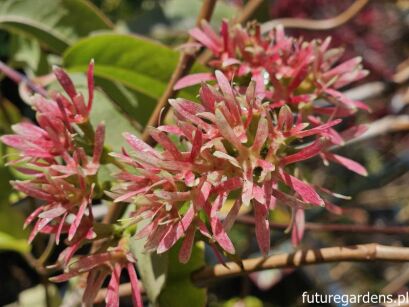 Heptakodium chińskie Heptacodium miconioides C5/80-100cm *K14