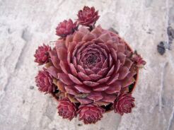 Rojnik ogrodowy nr 19 Sempervivum hybridum 