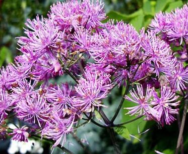 Rutewka BLACK STOCKINGS Thalictrum /C2,5