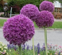 Czosnek olbrzymi ALLIUM GIGANTEUM -1szt.