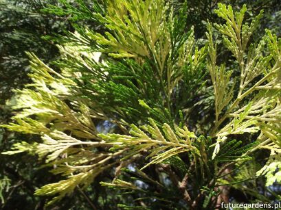 Cedrzyniec kalifornijski AUREOVARIEGATA in.Cedr kadzidłowy Calocedrus decurrens P14/20-30cm *K4