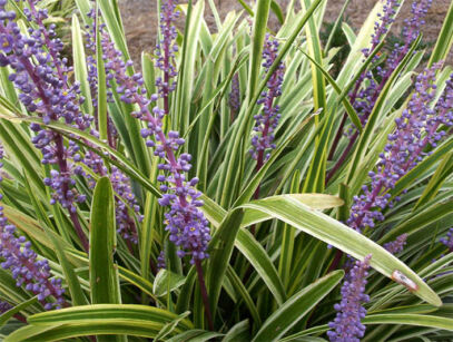 Liriope szafirkowata odm.VARIEGATA