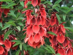 Erythrina crista-galli COMPACTA Koralowe drzewo C2/20cm *G3