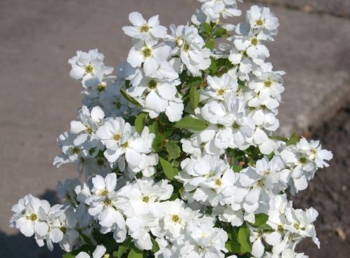 Obiela BLUSHING PEARL 'Huibl' PBR Exochorda racemosa C2/30cm *T11