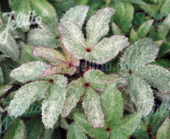 Ciemiernik pstry PACIFIC FROST HELLEBORUS argutifolius - 5szt. nasion