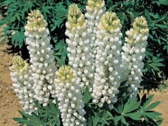 Łubin trwały Noblemaiden- nasiona - 2g  Lupinus polyphyllus