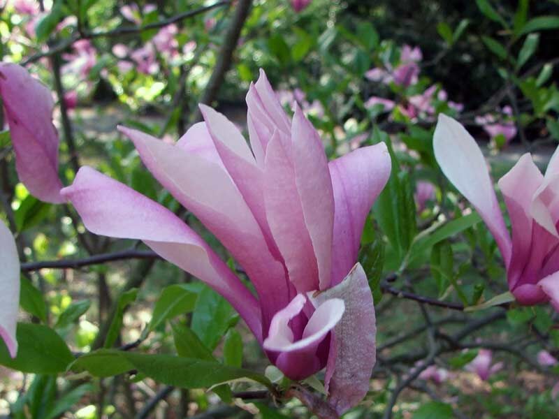 Magnolia BETTY C3/1,5m