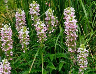 Morina wielkolistna Morina longifolia - 4szt. nasion