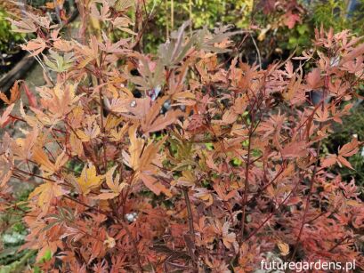 Klon palmowy BUTTERFLY  Acer palmatum C3/50cm *T32