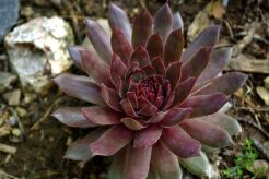 Rojnik ogrodowy MIX Sempervivum hybridum /P7-P9