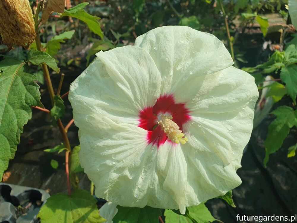 Hibiscus bylinowy XXL odmiana FRENCH VANILLA Ketmia Hibiskus /C3 *T2