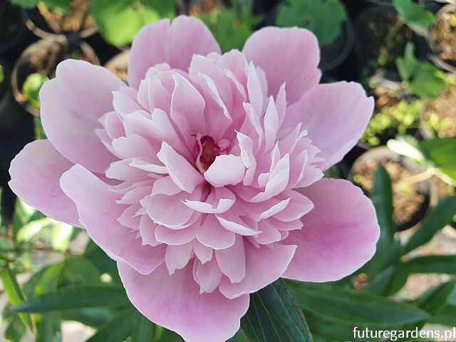 Piwonia JASNO RÓŻOWA PEŁNA - M2 Paeonia lactiflora /C4 *P