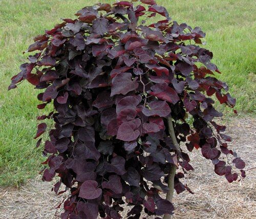 Judaszowiec płaczący RUBY FALLS Cercis canadensis C5/100cm *K6