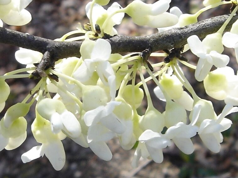 JUDASZOWIEC kanadyjski TEXAS WHITE Cercis canadensis C4/60-80cm