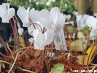 Cyklamen neapolitański ALBUM Cyklamen bluszczolistny Cyclamen hederifolium /P9 *K25