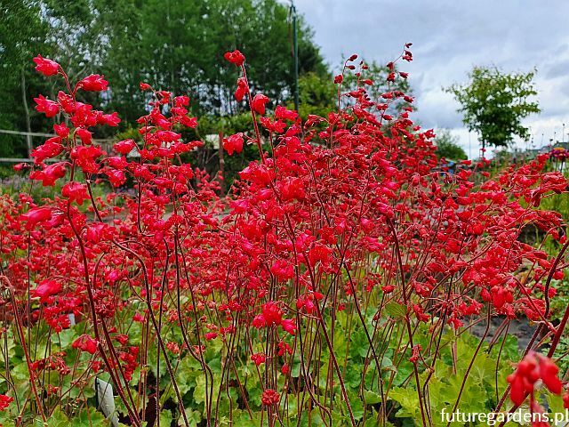 Żurawka krwista 'Leuchtkäfer' Heuchera sanguinea /C2 *K3