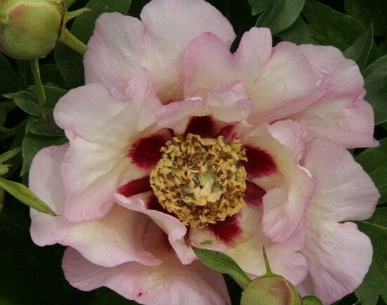 Piwonia ITOH 'PASTEL SPLENDOR' Paeonia ITOH /C4 *T18 *K14