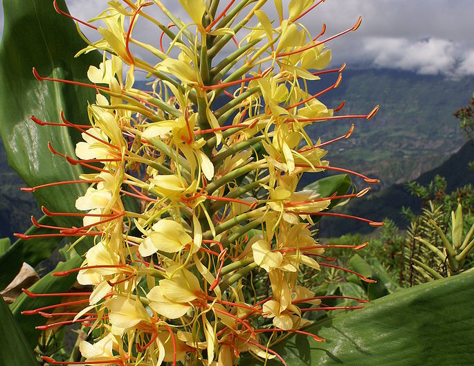 Hedychium gardnerianum zw. Imbirowa lilia /C3