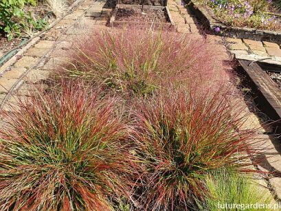 Piórkówka karłowa BURGUNDY BUNNY Rozplenica Pennisetum alopecuroides /C2 *K15