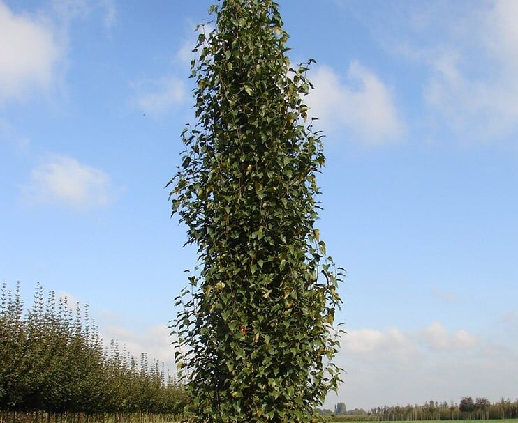 Brzoza kolumnowa FASTIGIATA JOES 'Jolep1' PBR Betula pendula C5/1-1,2m *K6