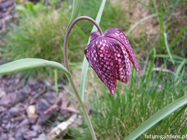 Szachownica kostkowana Fritillaria meleagris - 20szt. nasion