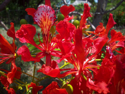 Płomień Afryki Delonix regia Ogniste drzewo C2/1m