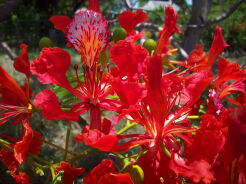 Płomień Afryki Delonix regia Ogniste drzewo C2/1m