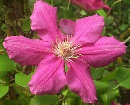 Clematis ERNEST MARKHAM Powojnik wielkokwiatowy /C2 *K8