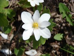 Sangwinaria kanadyjska Sanguinaria canadensis - 10szt. nasion