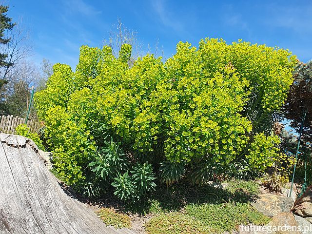 Euphorbia characias sub. Wulfenii Wilczomlecz /P9 *T45