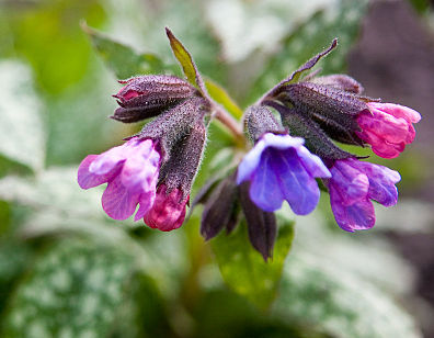 Miodunka pstra Pulmonaria saccharata /P9 *K25