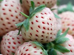 Ananasotruskawka Truskawka ananasowa PINEBERRY /P9