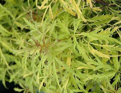 Bez kolumnowy GOLDEN TOWER 'Jdeboer001' PBR Sambucus nigra C3/30cm *K15