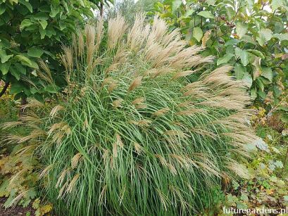 Miskant chiński KRATER Miscanthus sinensis /C2,5