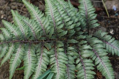 Wietlica japońska Athyrium niponicum 'Burgundy Lace' Paproć