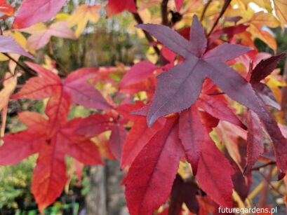 Ambrowiec DARK AUTUMN 5-letni, Liquidambar styraciflua C10/1,8m *K15