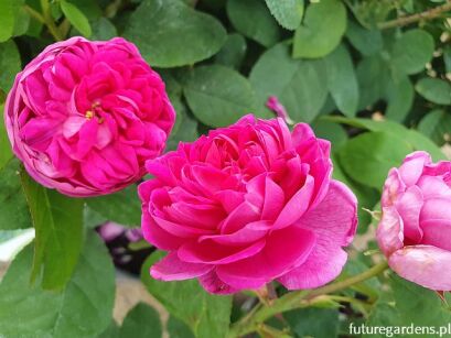 Róża damasceńska ROSE DE RESCHT - drzewko na PNIU Rosa damascena C4/Pa80cm *K1