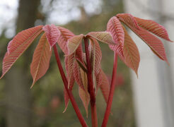 Kasztanowiec CHOCOLATE AUTUMN Aesculus C3/80-100cm *TP