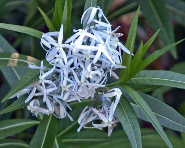 Amzonia nadreńska Amsonia tabernaemontana - 20szt. nasion