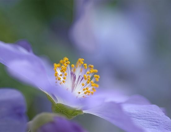 Abutilon x suntense Klonik C2/30cm *T52