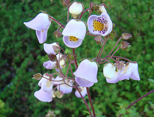 Jovellana punctata /C2 *K11