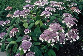 Hortensja kosmata MACROPHYLLA Hydrangea aspera /C4 *T2