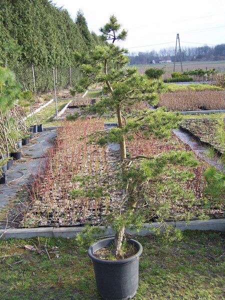 Sosna pospolita SKJAK czarcia miotła, Pinus sylvestris (bonsai nr 4)