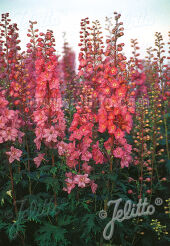 Ostróżka 'Astolat Premium' Delphinium Pacific-Premium-Series (x cultorum) - 10szt. nasion