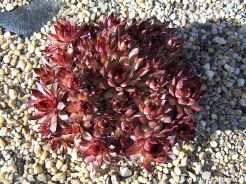 Rojnik ogrodowy nr 3 Sempervivum hybridum /misa 17cm