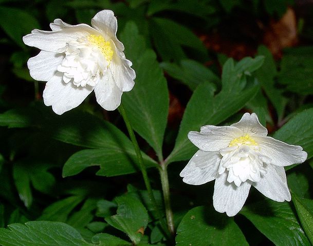 Zawilec gajowy ALBA PLENA Anemone nemorosa /P9 *K25