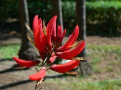 Erythrina bidwillii Koralodrzew /C2