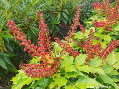 Mahonia nitens CABARET C3/20-30cm *K19