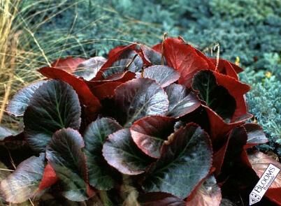 Bergenia sercowata BRESSINGHAM RUBY Bergenia cordifolia