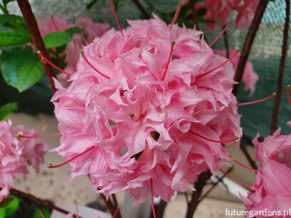 Azalia HOMEBUSH na PNIU Rhododendron C6/Pa60(100)cm *K6